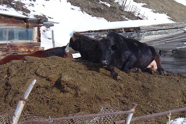 ������������ ������